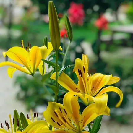 Hotel Olive Garden Olympos